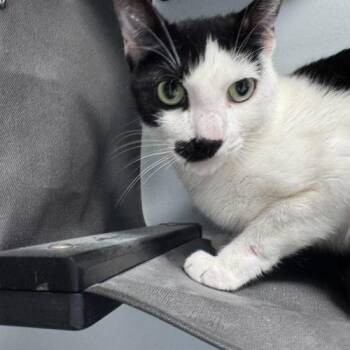 Charlie Chaplin -  Domestic Short Hair Cat for Adoption in Toms River, New Jersey - Charlie Chaplin | PetCurious