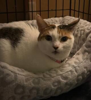Rescue Domestic Short Hair Cats for Adoption in Hamilton Township, New Jersey - LADY SANSA | PetCurious