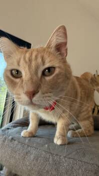 Domestic Short Hair Cats Available for Adoption - Timothée Chalameow | PetCurious