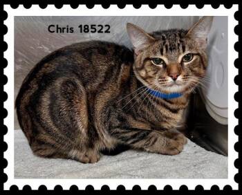 Domestic Short Hair Cats Available for Adoption in Marietta, Georgia - CHRIS | PetCurious