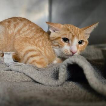Tortilla -  Domestic Short Hair Cat for Adoption in San Jacinto, California - Tortilla | PetCurious