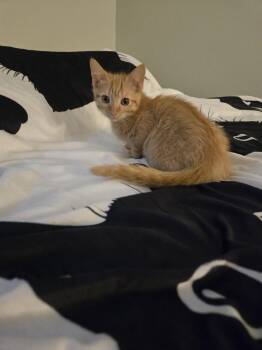 Asher -  Domestic Short Hair Cat for Adoption in Walled Lake, Michigan - Asher | PetCurious