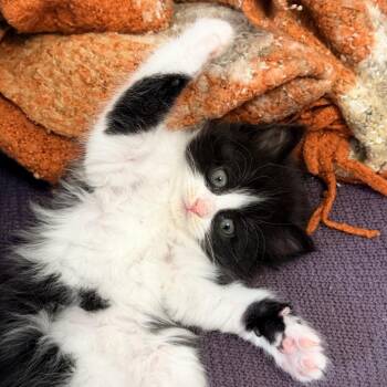 Domestic Long Hair Cats Available for Adoption in Mebane, North Carolina - Andromeda | PetCurious