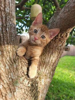 Abner -  Domestic Short Hair Cat for Adoption in Sunrise, Florida - Abner | PetCurious