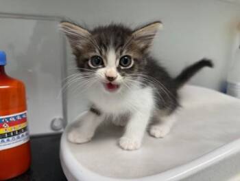 PETER PAN -  Domestic Medium Hair Cat for Adoption in Antioch, California - PETER PAN | PetCurious