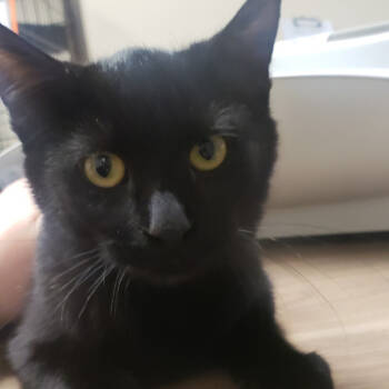 Rescue Domestic Short Hair Cats for Adoption in St. Cloud, Minnesota - Brigitte | PetCurious