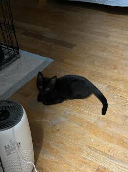 Lula (26-122 C) -  Domestic Short Hair Cat for Adoption in Lansing, Michigan - Lula (26-122 C) | PetCurious