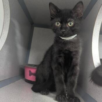 Cherry Jerry -  Domestic Short Hair Cat for Adoption in Evansville, Indiana - Cherry Jerry | PetCurious