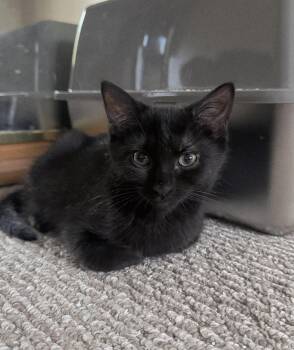 Thalia -  Domestic Short Hair Cat for Adoption in Perth Amboy, New Jersey - Thalia | PetCurious