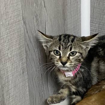 mittens -  Domestic Short Hair Cat for Adoption in Franklin, North Carolina - Mittens | PetCurious