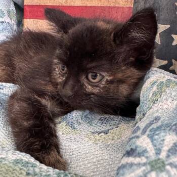 Neon Ridge 56245 -  Domestic Short Hair Cat for Adoption in Eaton Rapids, Michigan - Neon Ridge 56245 | PetCurious