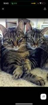 Rescue American Shorthair Cats for Adoption in Folsom, California - Glitter And Shimmer | PetCurious