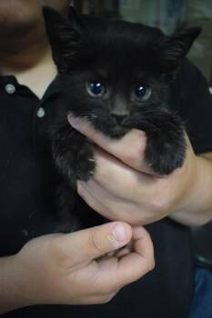 Domestic Short Hair Cats Available for Adoption in Pahrump, Nevada - Sassy (Kira K4) | PetCurious