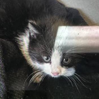 Domestic Short Hair Cats Available for Adoption - Fern | PetCurious