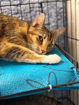 Blanca and Charlie -  Tabby and Domestic Short Hair Cat for Adoption in Walnut Creek, California - Blanca And Charlie | PetCurious