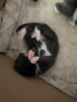 American Shorthair Cats Available for Adoption - Sunshine | PetCurious