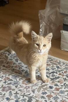 Buffy Stuff -  Domestic Medium Hair Cat for Adoption in San Jose, California - Buffy Stuff | PetCurious
