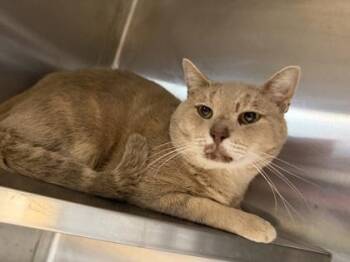 Sand Man -  Domestic Short Hair Cat for Adoption in Chamblee, Georgia - Sand Man | PetCurious