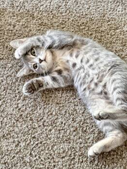 Tsuki -  Domestic Short Hair Cat for Adoption in Columbus, Minnesota - Tsuki | PetCurious