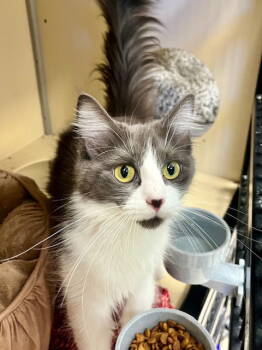 Rescue Domestic Medium Hair Cats for Adoption in Webster, Wisconsin - Debbie | PetCurious