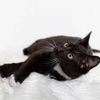 Domestic Short Hair Cats Available for Adoption in Henderson, Kentucky - Moffmen | PetCurious