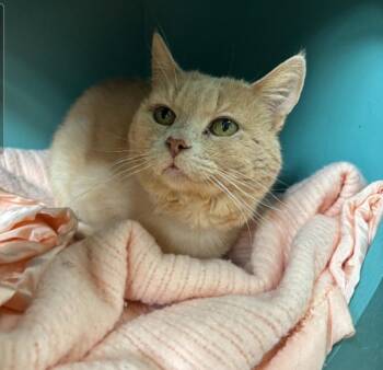 Domestic Medium Hair Cats Available for Adoption in Los Angeles, California - Campari | PetCurious