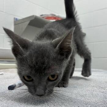 Emmy -  Domestic Short Hair Cat for Adoption in Corpus Christi, Texas - Emmy | PetCurious