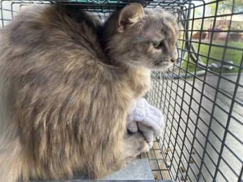 Domestic Medium Hair Cats Available for Adoption in Rancho Cucamonga, California - FOOTHILL 18 | PetCurious