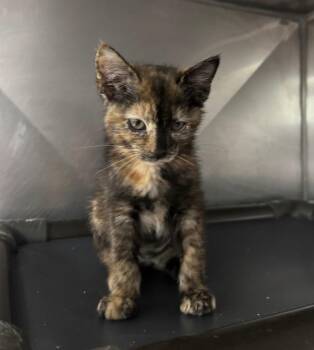 Banon -  Domestic Short Hair Cat for Adoption in Fort Lupton, Colorado - Banon | PetCurious