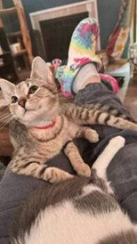Annie -  Domestic Short Hair Cat for Adoption in Wheaton, Illinois - Annie | PetCurious