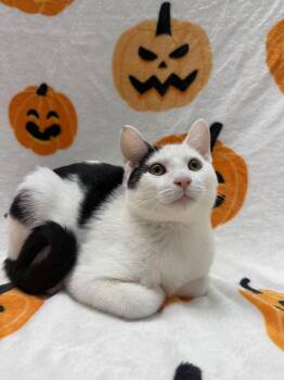 Linguini -  Domestic Short Hair Cat for Adoption in Columbus, Ohio - Linguini | PetCurious