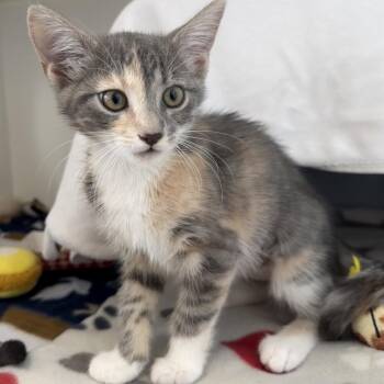 Appalachia -  Domestic Short Hair Cat for Adoption in Ojai, California - Appalachia | PetCurious