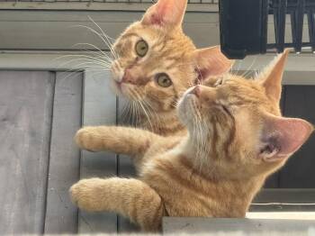 Rescue Tabby Cats for Adoption in Bvl, Florida - Simba And Marmalade | PetCurious