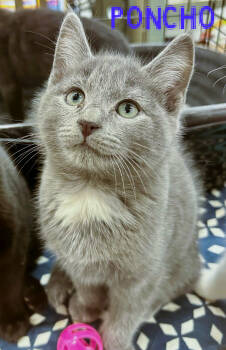 Rescue Domestic Long Hair Cats for Adoption in Mooresville, North Carolina - Poncho | PetCurious