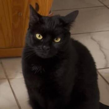 Nicky -  Domestic Short Hair Cat for Adoption in Providence, Rhode Island - Nicky | PetCurious