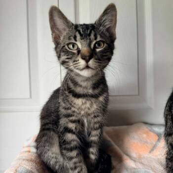 Count Catula -  Domestic Short Hair Cat for Adoption in Normal, Illinois - Count Catula | PetCurious