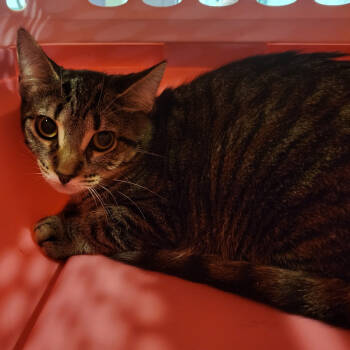 Rescue Domestic Short Hair Cats for Adoption in Eaton Rapids, Michigan - Moon Mayhem 55209 | PetCurious