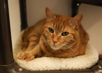 Tabby Cats Available for Adoption - Sunny | PetCurious