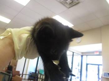 KINDER -  Domestic Short Hair Cat Available for Adoption in Ocala, Florida - KINDER | PetCurious