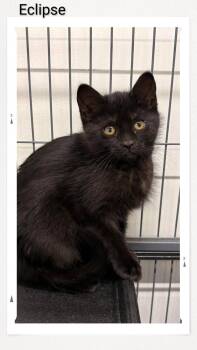 Eclipse -  Domestic Short Hair Cat for Adoption in Caistor Centre, Ontario - Eclipse | PetCurious