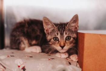 94732A Diana -  Domestic Short Hair Cat for Adoption in North Charleston, South Carolina - 94732A Diana | PetCurious