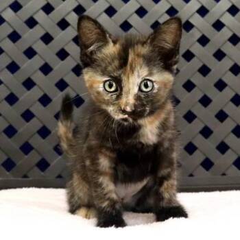Nibblet -  Domestic Short Hair Cat for Adoption in Midland, Texas - Nibblet | PetCurious