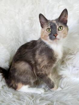 Lorelai -  Domestic Short Hair Cat Available for Adoption in Lima, Ohio - Lorelai | PetCurious
