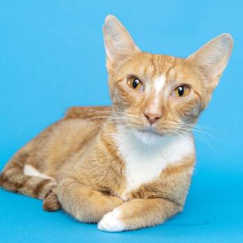 Olivia -  Domestic Short Hair Cat for Adoption in Franklin, Tennessee - Olivia | PetCurious