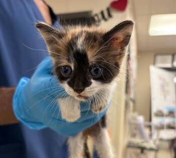 LARISSA -  Domestic Short Hair Cat for Adoption in Sugar Land, Texas - LARISSA | PetCurious