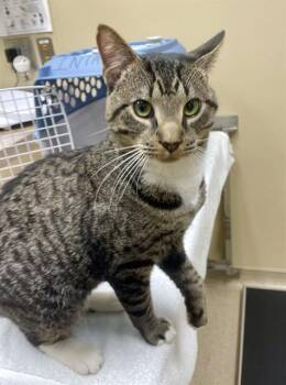 Domestic Short Hair Cats Available for Adoption in Clyde, North Carolina - KELPIE | PetCurious