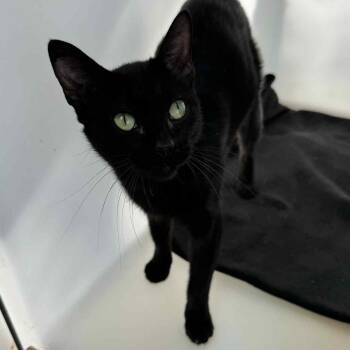 Rescue Domestic Short Hair Cats for Adoption in Waterloo, Iowa - Ella | PetCurious