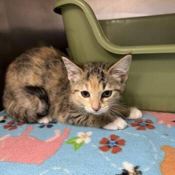 Hera -  Domestic Short Hair Cat for Adoption in Indianapolis, Indiana - Hera | PetCurious