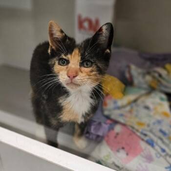 Becky -  Domestic Short Hair Cat for Adoption in Jasper, Indiana - Becky | PetCurious