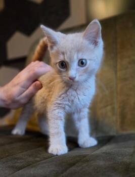 Catrick Swayzee -  Domestic Short Hair Cat for Adoption in Gorham, Maine - Catrick Swayzee | PetCurious